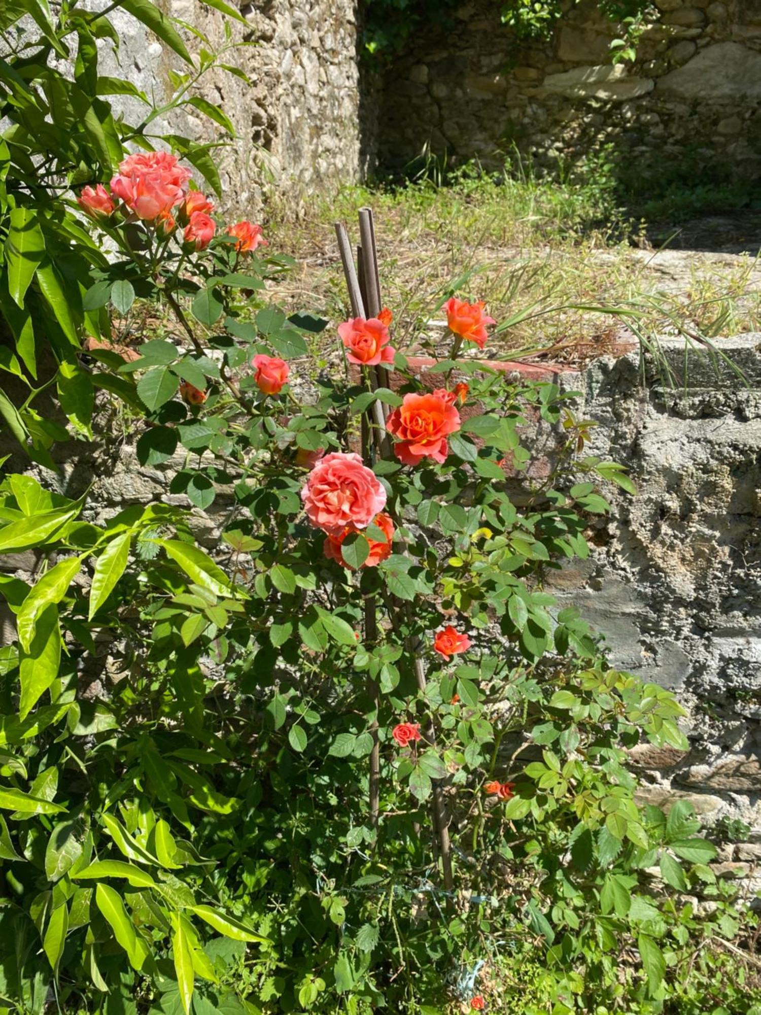DOLCE VITA IN TUSCANY Cottage Capannori Esterno foto